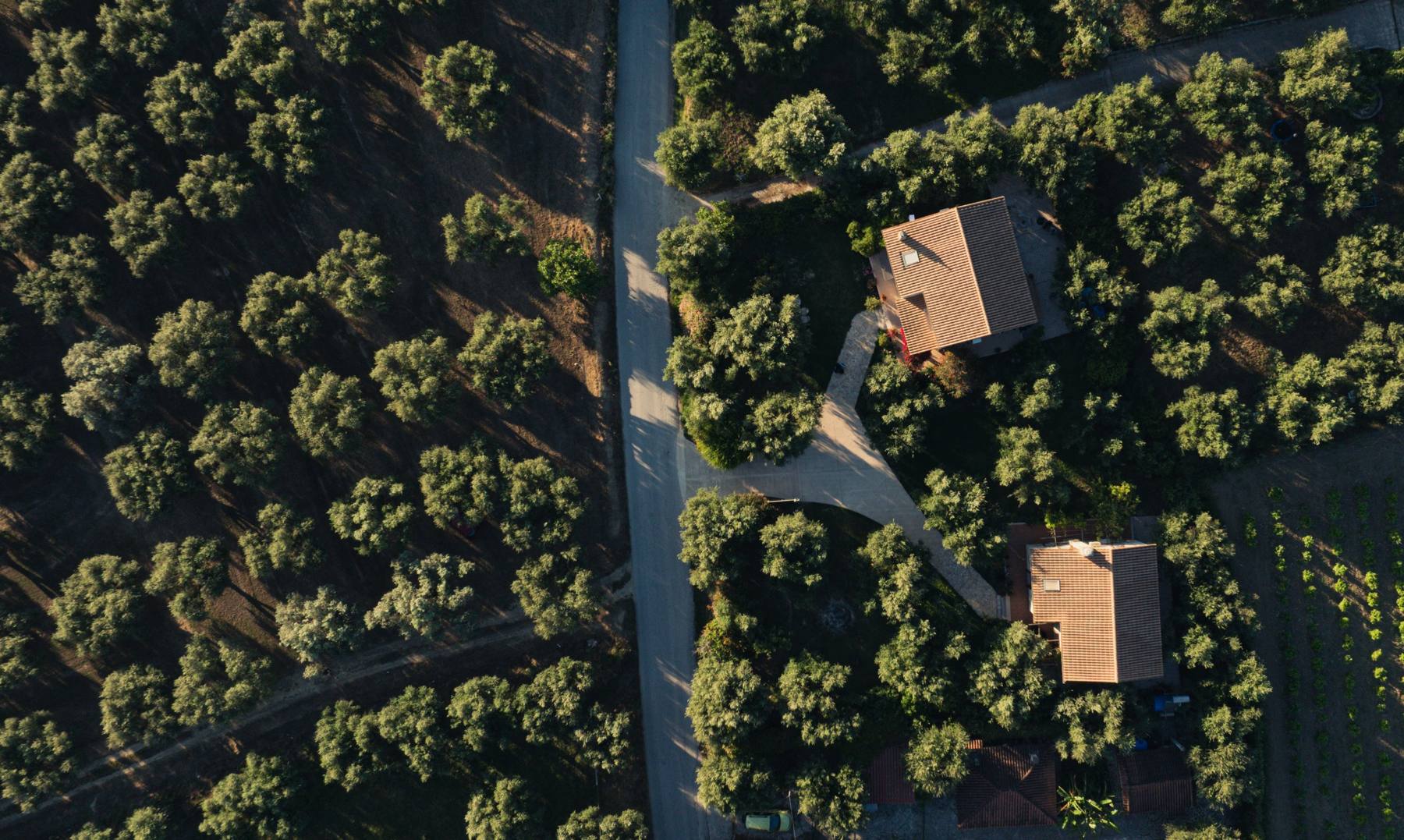 Aerial view of two stone villas with terracotta roofs among olive trees in Bochali, Zakynthos